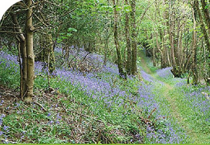 Peregrine Lodge - Idillic Cornwall Retreat ลิสคาร์ด ภายนอก รูปภาพ